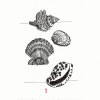 035_MUSCHELN