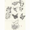 Schmetterling
